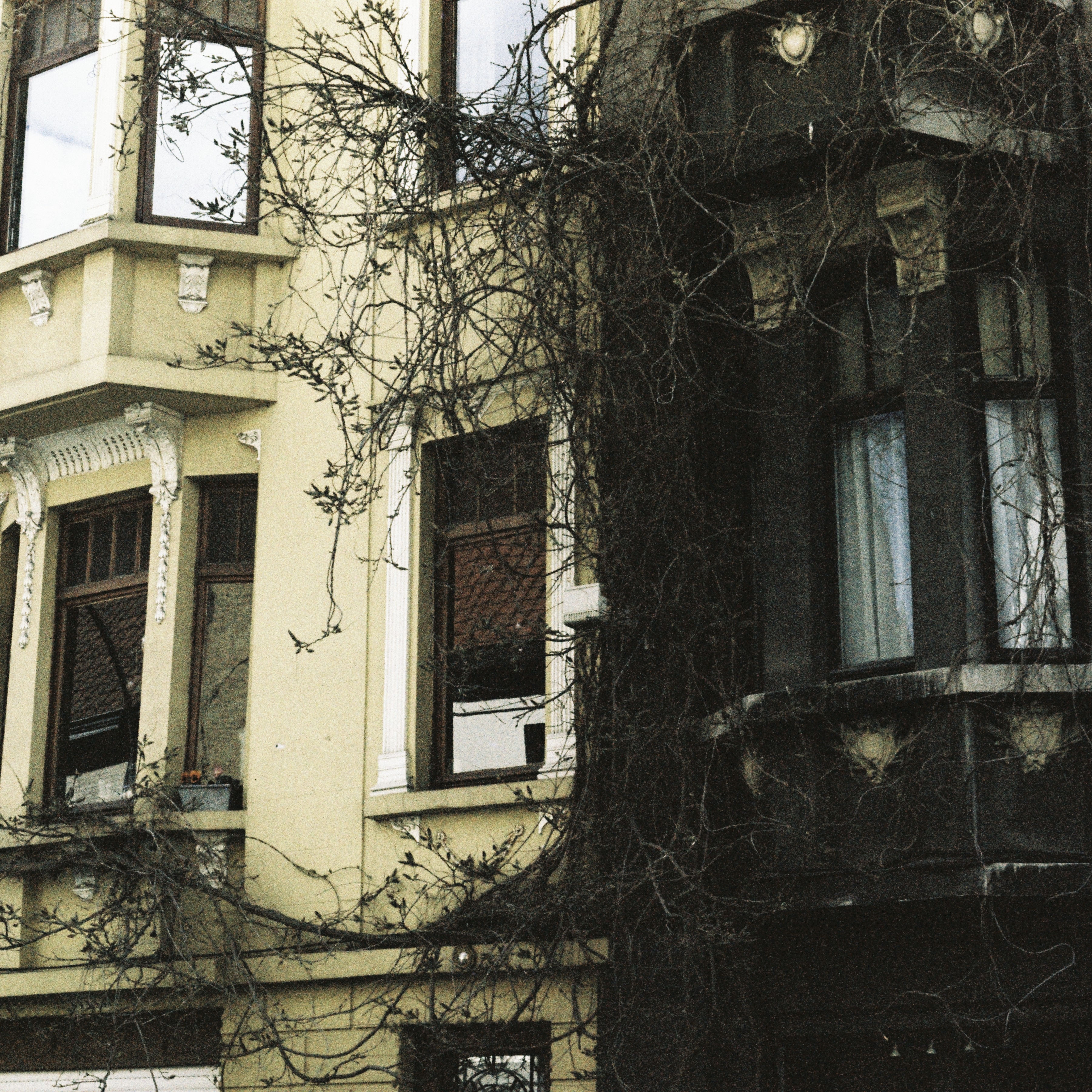 Façade d'immeuble bruxellois recouverte de lierre